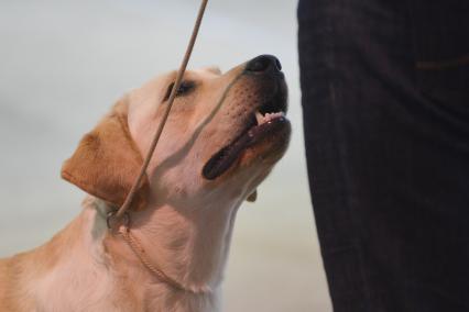 Ставрополь. Собака породы лабрадор на Международной выставке собак ранга CACIB.