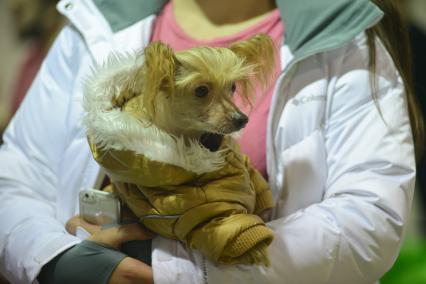 Ставрополь. Китайская хохлатая собака на Международной выставке собак ранга CACIB.
