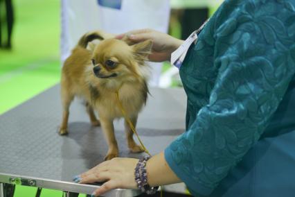 Ставрополь. Собака породы чихуахуа на Международной выставке собак ранга CACIB.