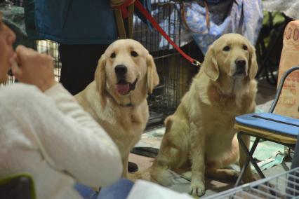 Ставрополь. Собаки породы лабрадор-ретривер на Международной выставке собак ранга CACIB.