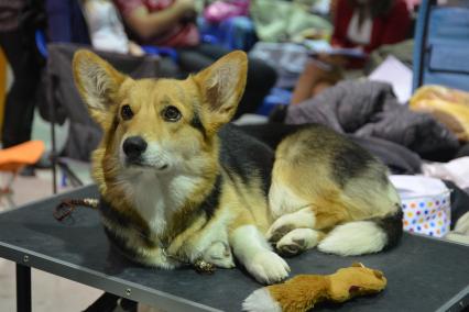 Ставрополь. Собака породы вельш-корги на Международной выставке собак ранга CACIB.