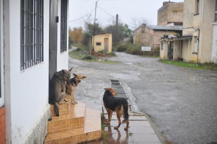 Абхазия. Сухум. Бродячие собаки.