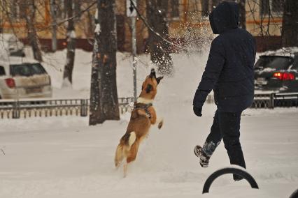 Последствия метели в Москве. Собака играет со снегом.