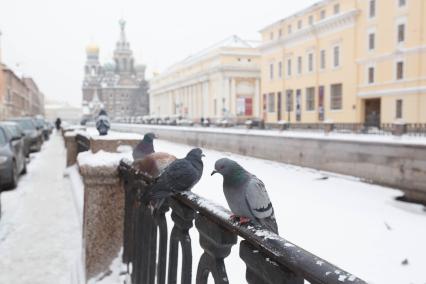 Санкт-Петербург. Голуби сидят на парапете набержной канала Грибоедова.