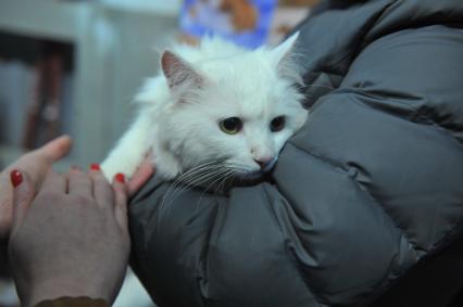 Москва. Выставка животных их приюта `Домой!` в Центре творческих индустрий \'Фабрика\' .