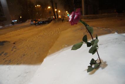 Екатеринбург. Роза в сугробе.