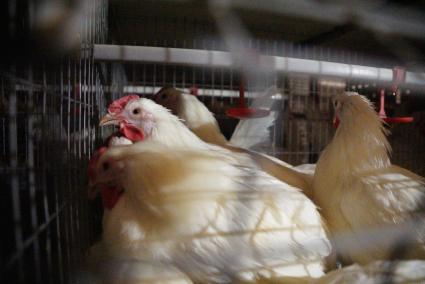 г.Камышлов. Курицы-несушки в клетке на территории Камышловской птицефабрики.