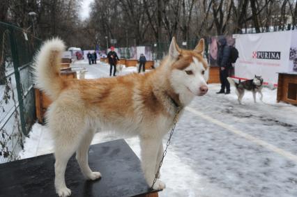 Москва.  Перед началом гонок на собачьих упряжках в рамках реабилитационно-образовательной программы `По пути с хаски` в парке Сокольники.