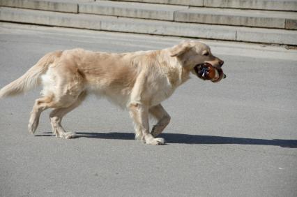 Волгоград. Собака пароды лабрадор-ретривер бежит с пластиковой бутылкой в зубах.