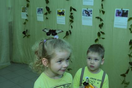 Ставрополь. В Ставропольском государственном музее-заповеднике имени Прозрителева и Праве накануне родились четыре экземпляра самой большой в мире бабочки из семейства Павлиноглазок.