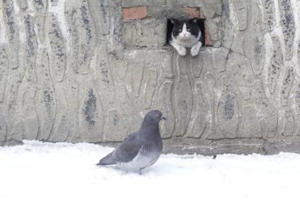 Иркутск.  Кошка  наблюдает за голубем.