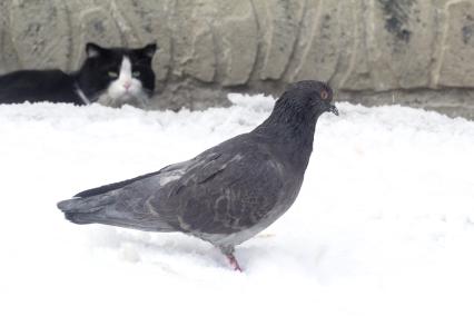 Иркутск.  Кошка  наблюдает за голубем.