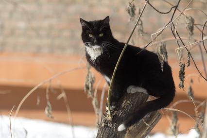Иркутск.  Кошка на дереве.