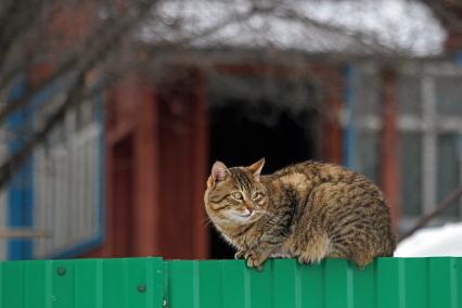 Уфа. На заборе сидит кошка.