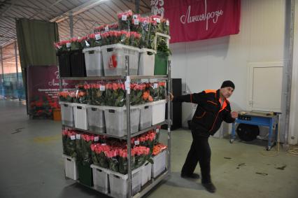 Московская область. Тепличный комплекс  по  выращиванию роз  `Подосинки`.  Конвейер для упаковки роз.