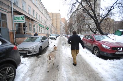 Москва. Фермер-сыровар Олег Сирота привез козу по кличке Меркель в Министерство сельского хозяйства Подмосковья.