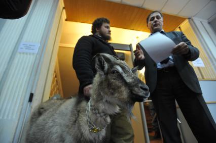 Москва. Фермер-сыровар Олег Сирота с козой  по кличке Меркель на проходной Министерства сельского хозяйства Подмосковья.