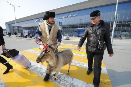 Владивосток.  Козу  Меркель и ее хозяина -  фермера Олега Сироту в аэропорту встретил директор сафари-парка Мезенцев