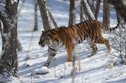 Приморский край. Амурский тигр по кличке Амур в вольере Приморского Сафари-парка.