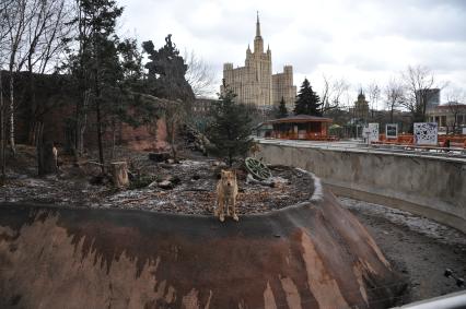 Волк в Московском зоопарке.