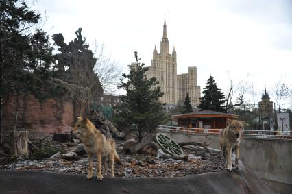 Волки в Московском зоопарке.