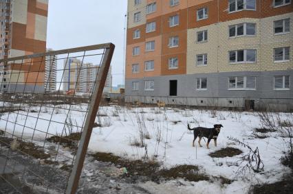 Московская область. Не введенные в эксплуатацию новостройки ЖК `Южное Домодедово`, от застройщика СУ-155 ,   где должны были жить 20 тысяч человек.