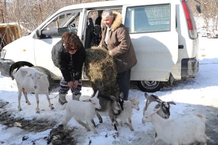 Владивосток. Хозяйка привезла в Приморский сафари-парк козлят, претендующих на `отцовство` козла Тимура.