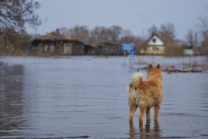 Свердловская область, г.Ирбит. Собака по кличке`Рыжий` оказался на другом берегу от дома во время разлива реки Ница.