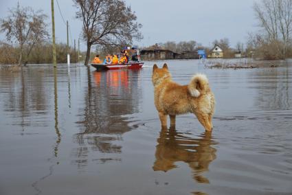 Свердловская область, г.Ирбит. Собака по кличке`Рыжий` оказался на другом берегу от дома во время разлива реки Ница.