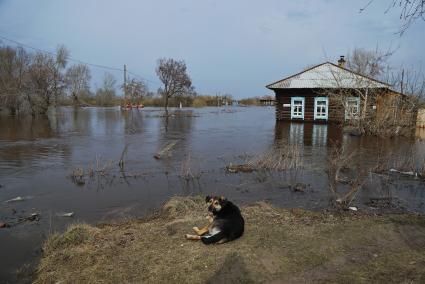 Свердловская область, г.Ирбит. Бродячая собака во ввремя разлива реки Ница.