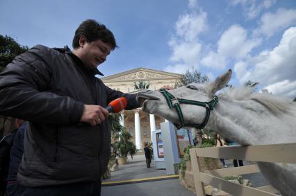 Москва.  Корреспондент `Комсомольской правды`  в сквере у Большого театра , где проходит фестиваль  `Московская весна` гладит пони.