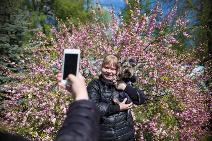 Челябинск. Посетители фотографируются в парке на фоне цветущей сакурысакура.