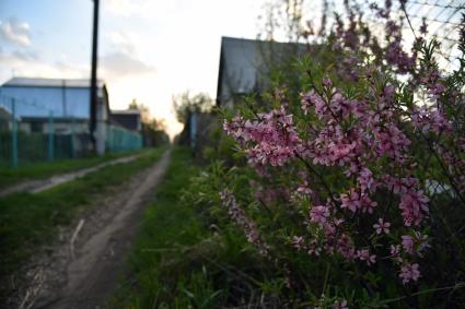 Новосибирск.  Дачный участок в мае.