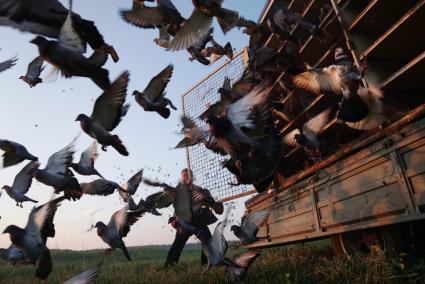 с.Кашино Свердловская область. Запуск 1400 почтовых голубей во время соревнований по спортивному голубеводству