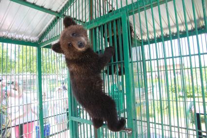 Барнаул. Медвежата в зоопарке.