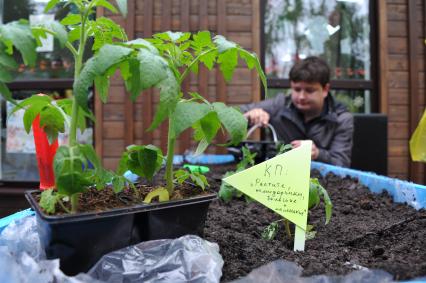 Москва. В Перовском парке в рамках проекта ` Дача в большом городе` журналист Павел Клоков сажает овощи.