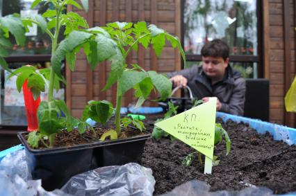 Москва.  В Перовском парке  в рамках проекта ` Дача в большом городе` журналист Павел Клоков  сажает  овощи.