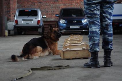 Екатеринбург. Полицейский-кинолог с своей служебной собакой во время поиска наркотиков. Областные соревнования кинологов МВД и Таможни