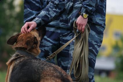 Екатеринбург. Полицейский-кинолог с своей служебной собакой во время выполнения задания на областных соревнованиях кинологов МВД и Таможни