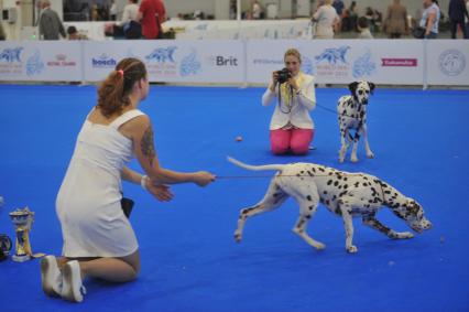 Москва.    Участница с собакой породы далматинец на всемирной выставке собак `World Dog Show-2016`  в МВЦ `Крокус Экспо`.