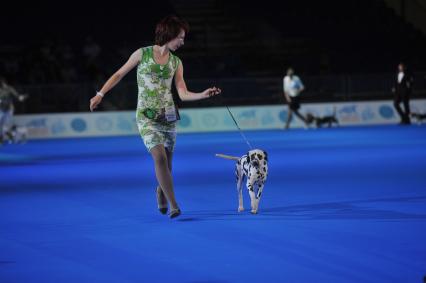 Москва.    Участница с собакой породы далматинец на всемирной выставке собак `World Dog Show-2016`  в МВЦ `Крокус Экспо`.