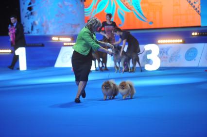 Москва.    Участница  с собаками породы  шпиц  на всемирной выставке собак `World Dog Show-2016`  в МВЦ `Крокус Экспо`.