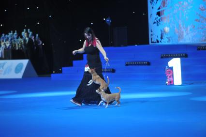 Москва.   На всемирной выставке собак World Dog Show 2016 в МВЦ `Крокус Экспо`.