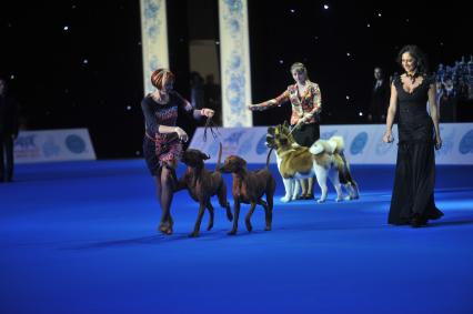 Москва.   На всемирной выставке собак World Dog Show 2016 в МВЦ `Крокус Экспо`.