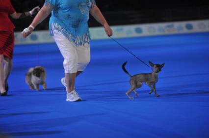 Москва.   На всемирной выставке собак World Dog Show 2016 в МВЦ `Крокус Экспо`.