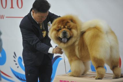 Москва.    Участник с собакой породы чау-чау  на всемирной выставке собак `World Dog Show-2016`  в МВЦ `Крокус Экспо`.