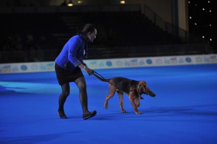 Москва. На всемирной выставке собак World Dog Show 2016 в МВЦ `Крокус Экспо`.
