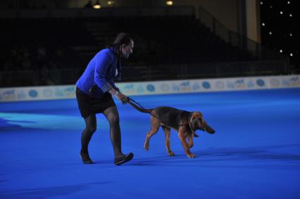 Москва.   На всемирной выставке собак World Dog Show 2016 в МВЦ `Крокус Экспо`.