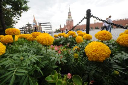 Москва. Ковер из живых цветов  на Красной площади во время проведения фестиваля цветов в ГУМе.