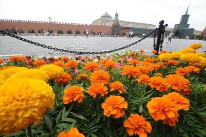 Москва. Ковер из живых цветов  на Красной площади во время проведения фестиваля цветов в ГУМе.